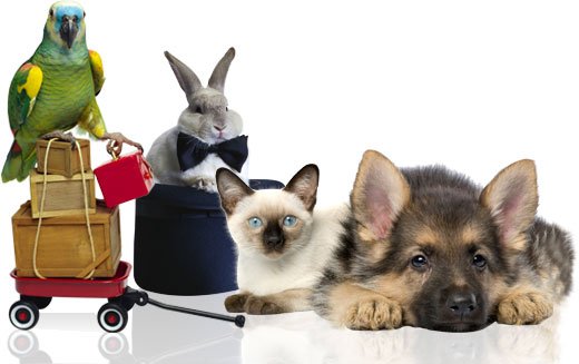 Экзотические животные в доме: что необходимо питомцам? 01