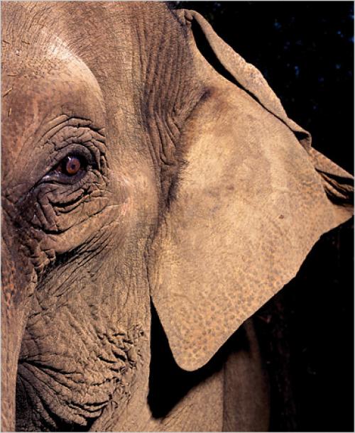 Факты о слонах. 04 Факты о слонах. 04