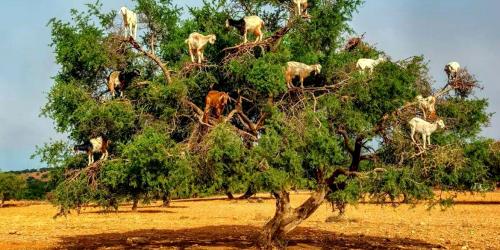 Интересные факты Марокко. 13 неизвестных фактов о Марокко 19