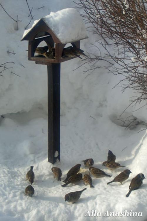 Приручаются ли воробьи. Поведение и образ жизни