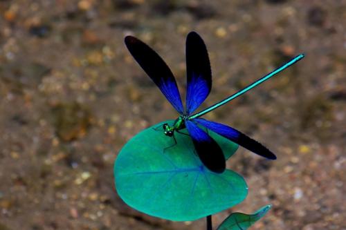 Интересные факты о стрекозе. Интересные факты про стрекоз 11