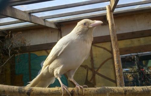 Ворона это животное. Описание и особенности