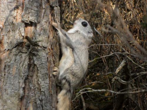 Интересные факты о белке летяге. Белка-летяга: все секреты необычного животного