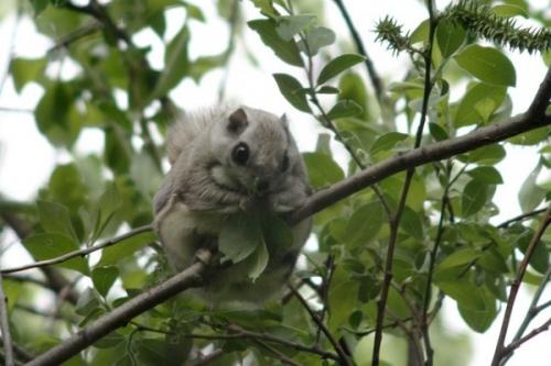 Интересные факты о белке летяге. Белка-летяга: все секреты необычного животного