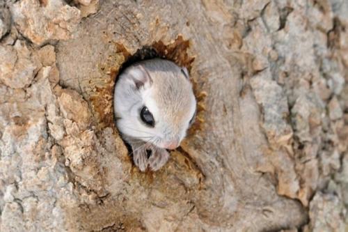 Интересные факты о белке летяге. Белка-летяга: все секреты необычного животного