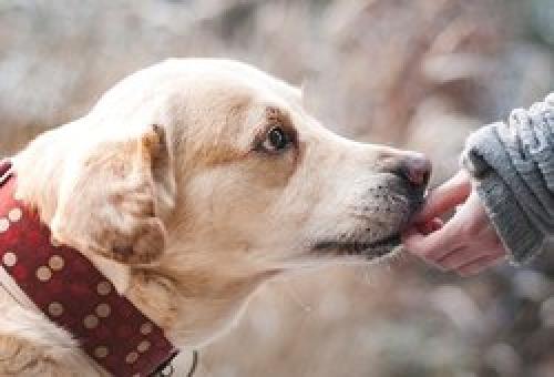 Мозг медузы. Для сна не нужен мозг: медузы гарантируют