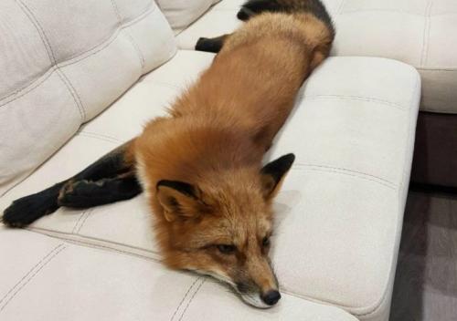 Лиса факты интересные. Интересные факты о лисицах. 02