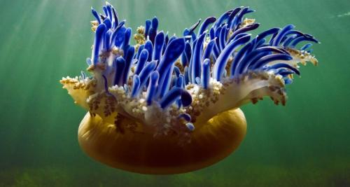 Мозг медузы. Для сна не нужен мозг: медузы гарантируют