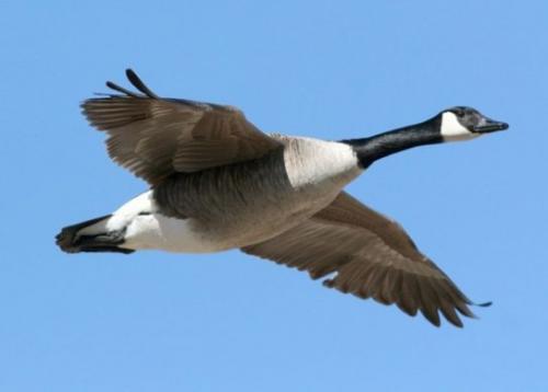 Кукушка улетает на юг. Список перелетных птиц