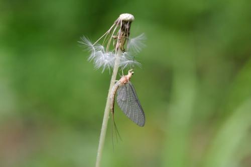 Интересные факты о подёнках. Поденки