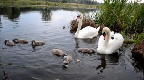 Интересные факты лебеди. Описание птицы 11