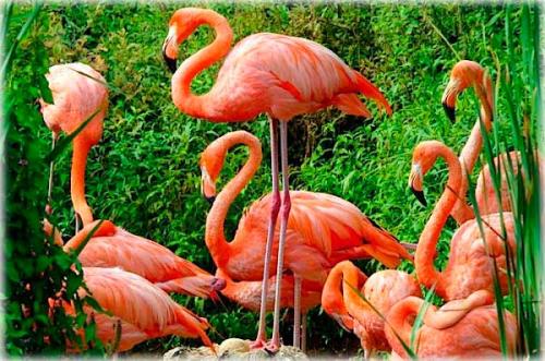 Фламинго факты о. Интересные факты о фламинго 11