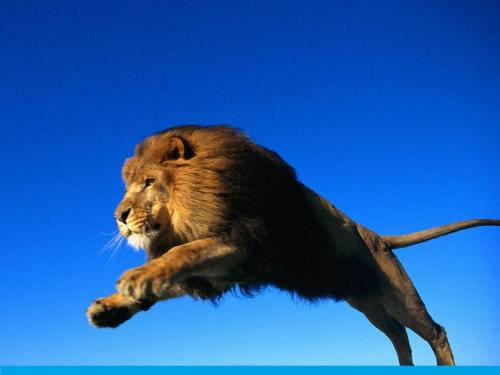 Интересные факты о львах. Топ 18 фактов 13