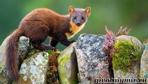 Жизнь куницы в природе. Особенности и среда обитания лесной куницы