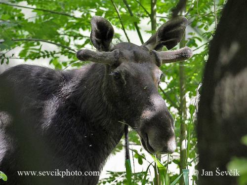 Интересные факты о лосе. Интересные факты о лосях 03 Интересные факты о лосе. Интересные факты о лосях 03