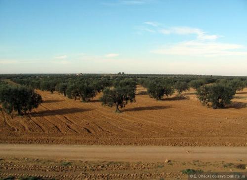 Чем интересен Тунис. Всё самое интересное про Тунис