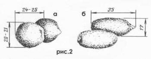 Интересные факты о лосе. Интересные факты о лосях 06 Интересные факты о лосе. Интересные факты о лосях 06