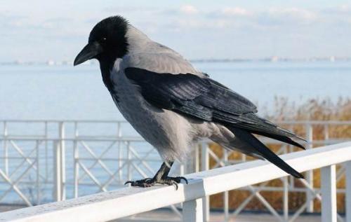 Ворона это животное. Описание и особенности