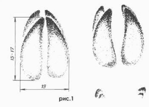Интересные факты о лосе. Интересные факты о лосях 05 Интересные факты о лосе. Интересные факты о лосях 05
