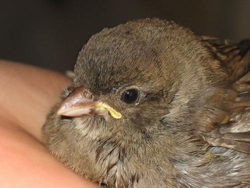 Интересные факты о воробьях