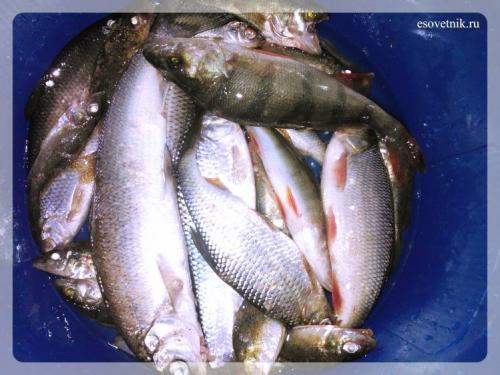 Интересные факты архангельская область. Интересные факты об Архангельске 06