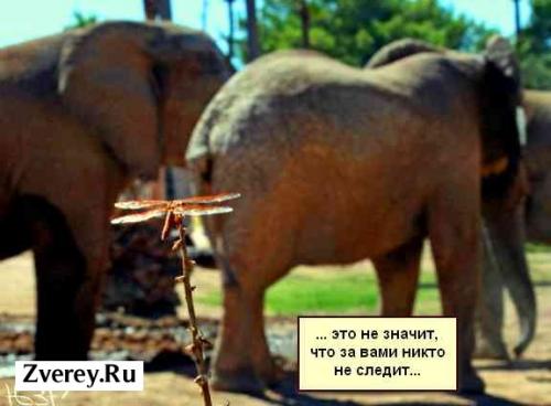 Интересные факты о стрекозе. Интересные факты про стрекоз 18