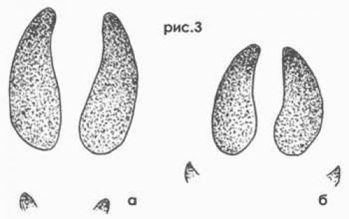 Интересные факты о лосе. Интересные факты о лосях 07 Интересные факты о лосе. Интересные факты о лосях 07