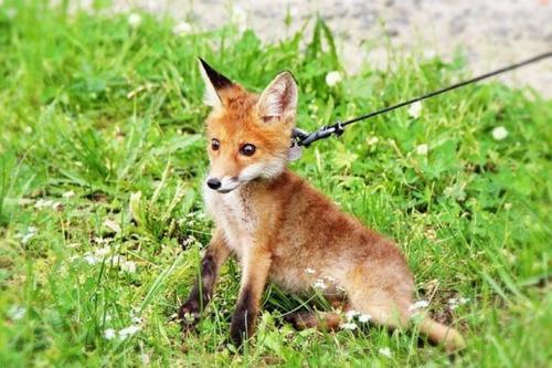 Лиса факты интересные. Интересные факты о лисицах. 03