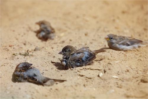 Интересные факты о воробьях 26 Интересные факты о воробьях 26