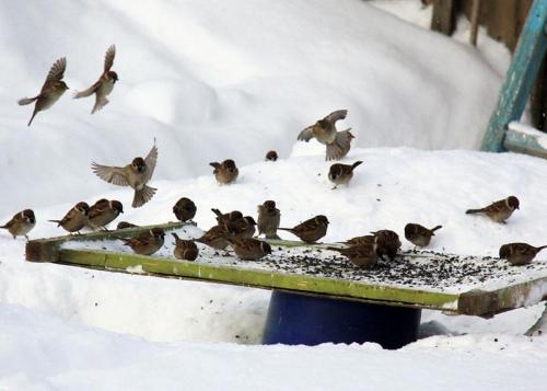 Интересные факты о воробьях 25 Интересные факты о воробьях 25