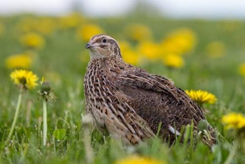 Кукушка улетает на юг. Список перелетных птиц