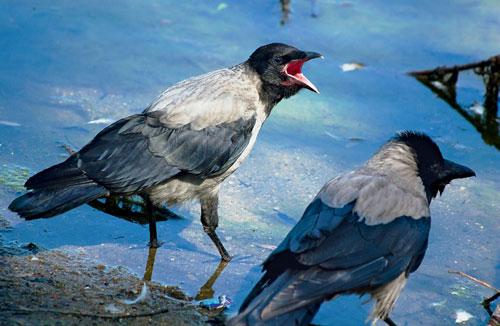 Интеллект вороны. Насколько умны серые вороны в закладки