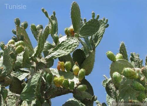 Чем интересен Тунис. Всё самое интересное про Тунис