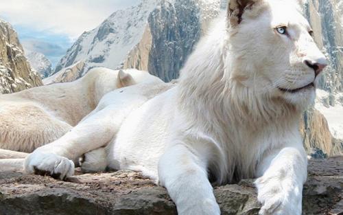Белые львы интересные факты. Белые львы: такие редкие и такие красивые