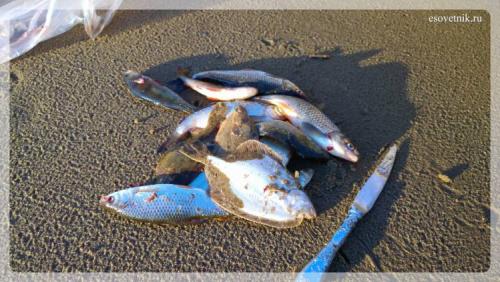 Интересные факты архангельская область. Интересные факты об Архангельске 03