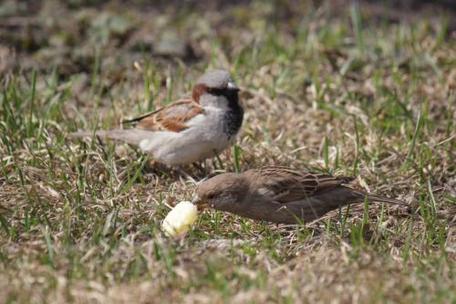 Интересные факты о воробьях 19 Интересные факты о воробьях 19