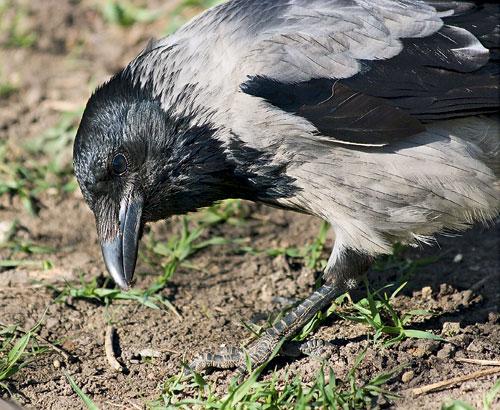 Интеллект вороны. Насколько умны серые вороны в закладки