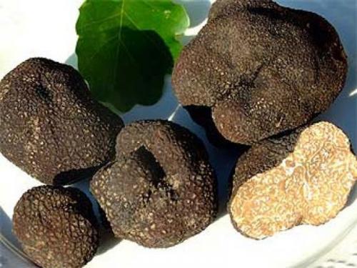 Интересное о грибах. Невероятные факты о грибах (1 фото) 11