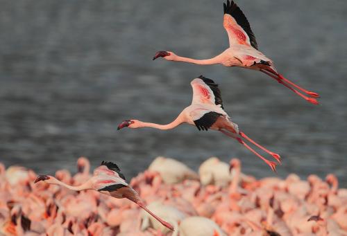 Фламинго факты о. Интересные факты о фламинго