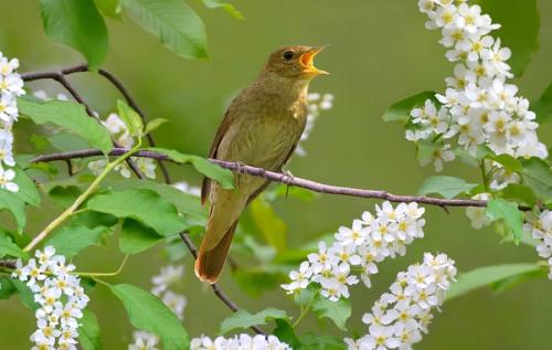 Что делают соловьи. Описание и особенности соловья