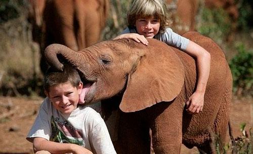 Вопрос про слона. Загадка про слона для детей: 28 лучших