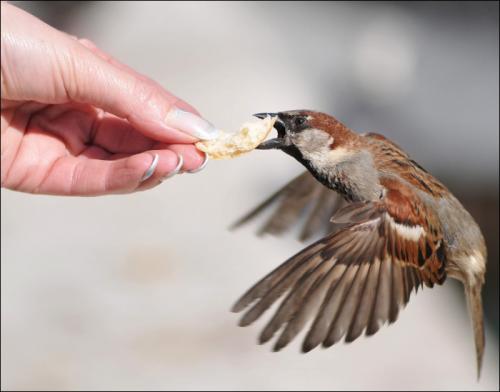 Где живут воробьи. Птица воробей: описание с фото, видео и картинками, где живет, чем питается, слушать пение воробушка.