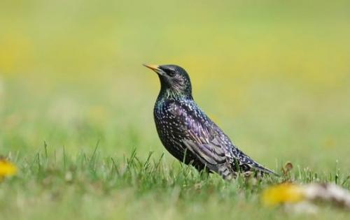 Кукушка улетает на юг. Список перелетных птиц