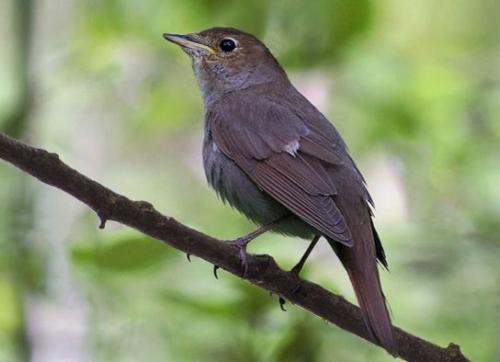 Кукушка улетает на юг. Список перелетных птиц