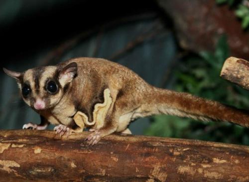 Интересные факты о белке летяге. Белка-летяга: все секреты необычного животного