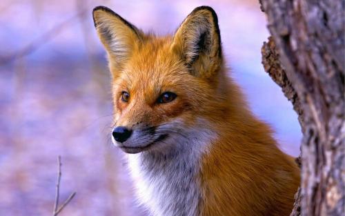 Факты о лисе. Самое интересное о лисах