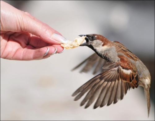 Интересные факты о воробьях