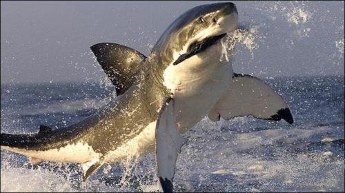 Албания факты интересные. 11 неожиданных фактов об Албании, которых ты раньше не знал 19