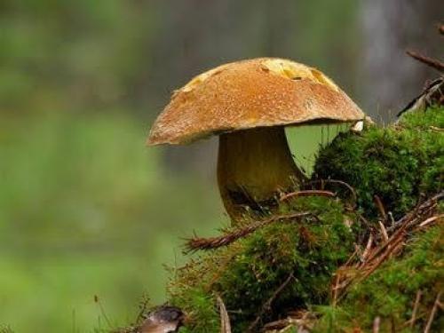 Факты о грибах короткие. 10 фактов о грибах, которые вы наверняка не знали