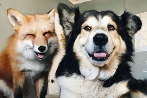 Лиса факты интересные. Интересные факты о лисицах. 04